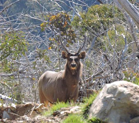 Sambar Meattrophy Night Hunt Hunting Trips Australia