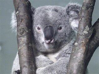 Funds To Study Qld Koala Sex Disease News Au Australias Leading News Site For Latest