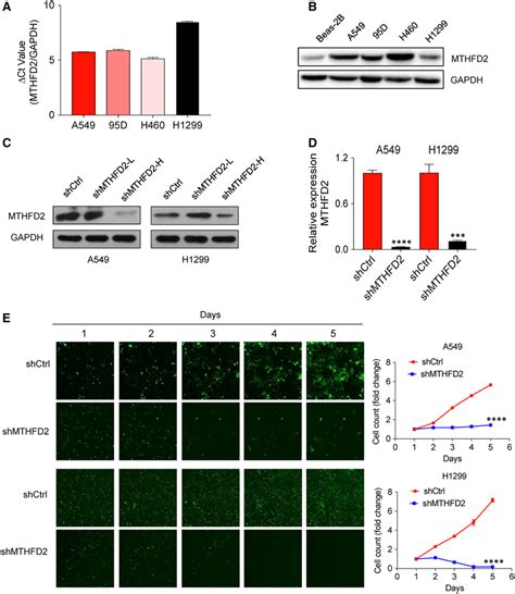 Knockdown Of Mthfd Inhibits Nsclc Cell Growth In Vitro A Qrtpcr Was