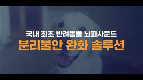 바이탈펫 반려동물 분리불안 훈련 없이도 이거 하나로 Youtube