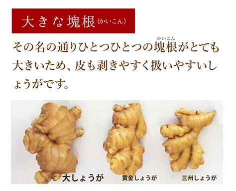 【楽天市場】【送料無料】 高知産 大生姜 4kg 【業務用】 大しょうが 酢しょうが 紅茶 保存 生姜効能 根生姜 生姜 しょうが ショウガ