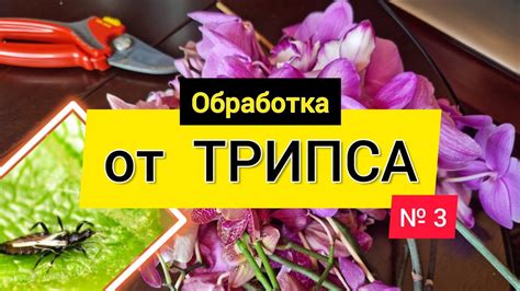 Травлю ТРИПСА! Самый опасный вредитель. Что обязательно нужно знать! # ...
