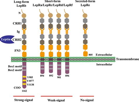 Schematic Representation Of Leptin Receptors Isoforms Six Different