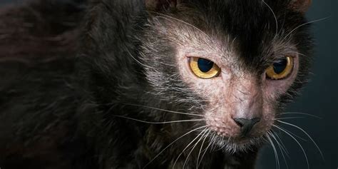 Two Beautiful BLACK ROAN LYKOI Sisters Shalnavazz Sphynx And Lykoi Cats