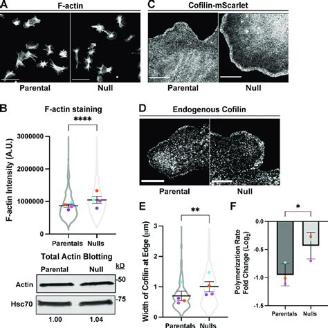 F Actin Levels And Cofilin Activity Are Impacted By Loss Of Coro B And