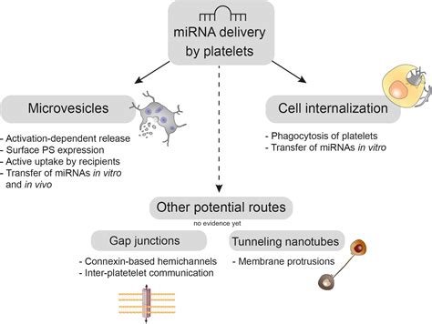 Frontiers Horizontal MicroRNA Transfer By Platelets Evidence And