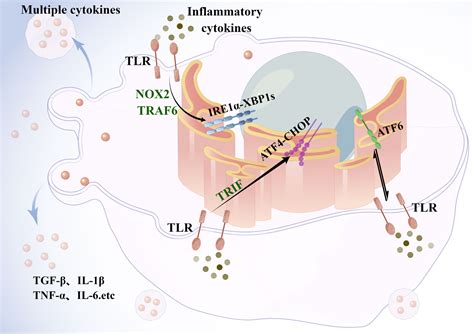 Frontiers Endoplasmic Reticulum Stress In Innate Immune Cells A