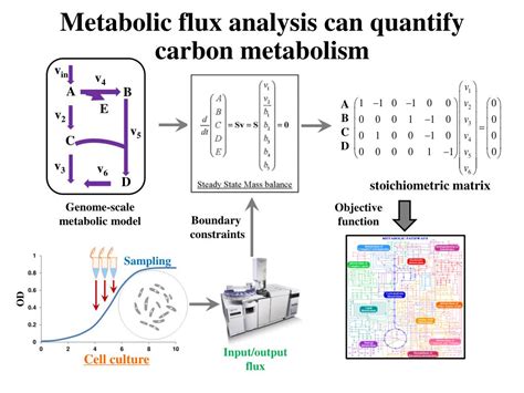 Ppt Metabolic Flux Analysis By Matlab Powerpoint Presentation Free