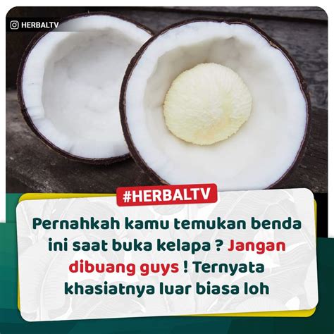 Manfaat Embrio Buah Kelapa Untuk Kesehatan Atmago