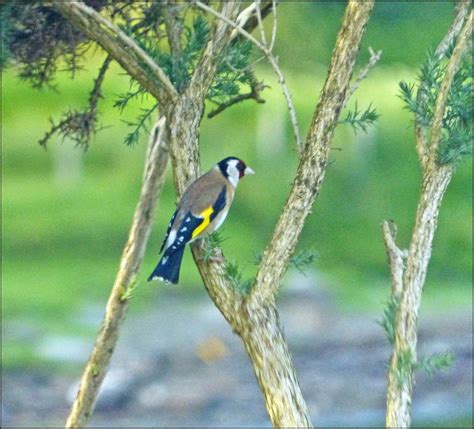 Wild And Wonderful Scottish Odyssey 2 Finches At Dunvegan On Skye