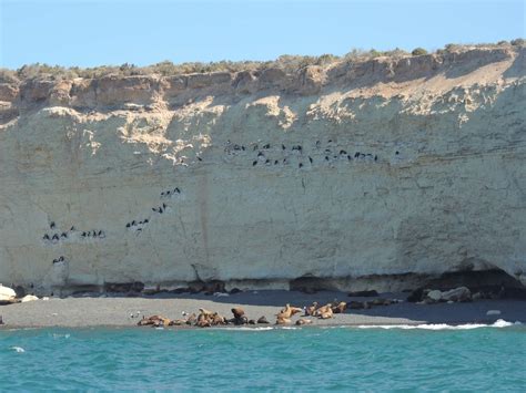 Snorkeling Con Lobos Marinos Rustica Patagonia