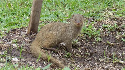 Indian Grey Mongoose | MarkEisingBirding