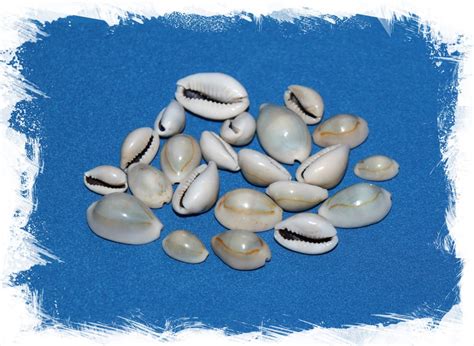 Ракушки ципреи Аннулус, Cypraea annulus. Купить
