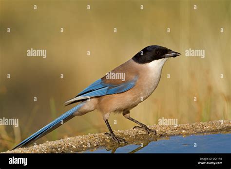 Azure Winged Magpie Cyanopica Cyana Stock Photo Alamy