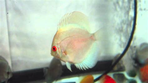 New Discus Fish Strain Youtube