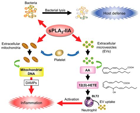 Biomolecules Free Full Text Updating Phospholipase A2 Biology