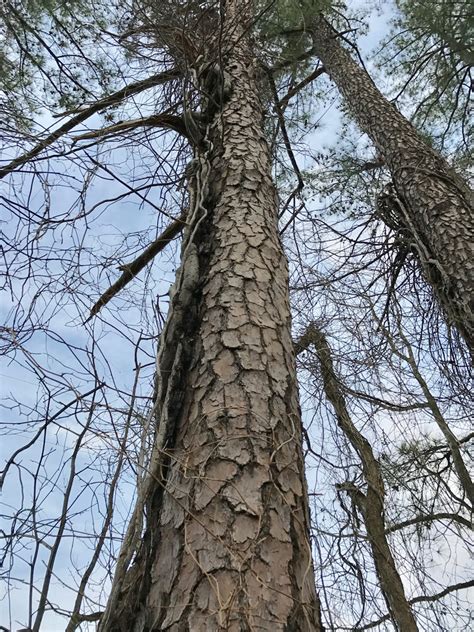 Maryland Biodiversity Project Loblolly Pine Pinus Taeda