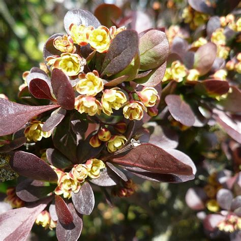 Berberis Thunbergii Atropurpurea Find Haveplanter