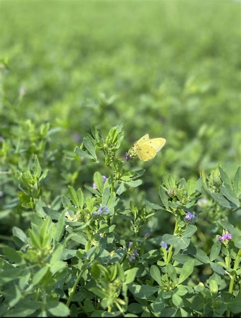 Alfalfa Caterpillars Archives Mid West Farm Report