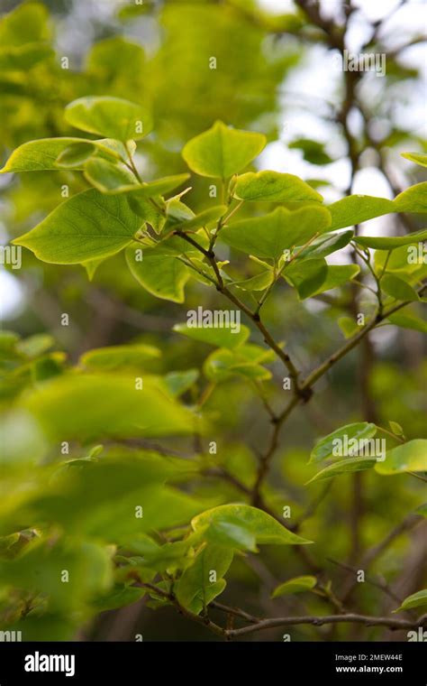 Cercis Chinensis Don Egolf Hi Res Stock Photography And Images Alamy
