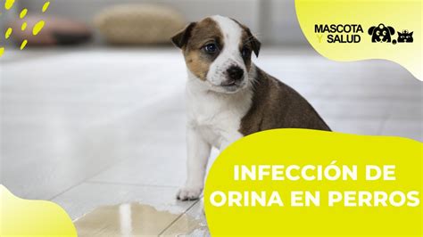 C Mo Puedo Saber Si Mi Perro Tiene Una Infecci N Del Tracto Urinario