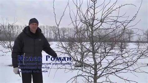 Обрезка груши - YouTube