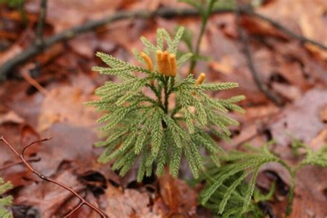 Lycopodium Obscurum