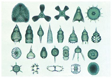 Prepared Individual Microscope Slides | Fisher Scientific