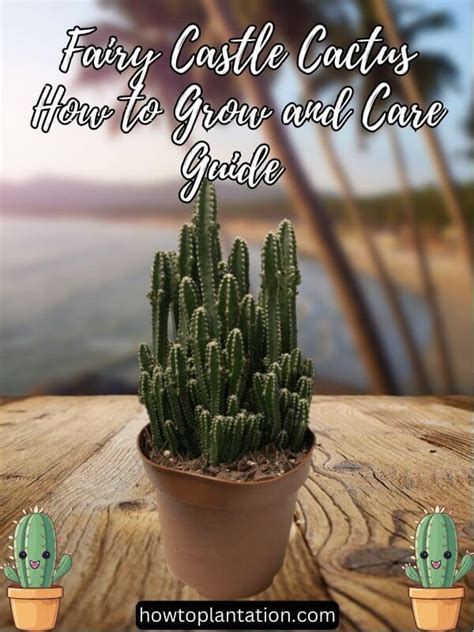 Fairy Castle Cactus How To Grow And Care Guide