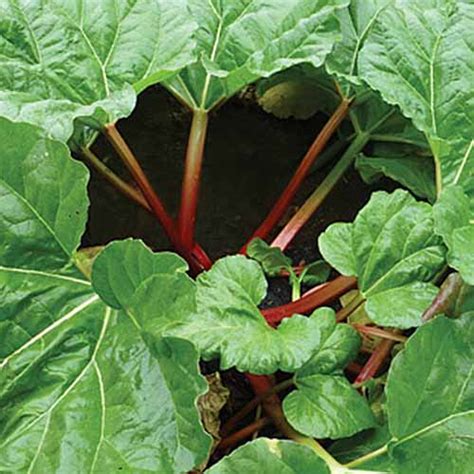 13 Of The Best Rhubarb Varieties Gardeners Path