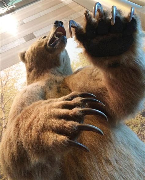 Kodiak Bear Kodiak Bear Bear Claws Bear