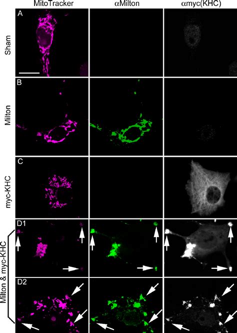 Figure From Axonal Transport Of Mitochondria Requires Milton To