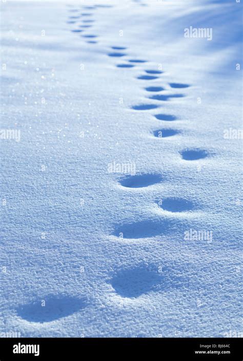 Old human footprints on deep snow at Winter , Finland Stock Photo - Alamy