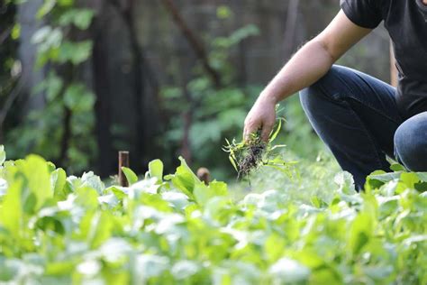 What Stops Us From Processing Weeds Into Tasty And Edible Food New