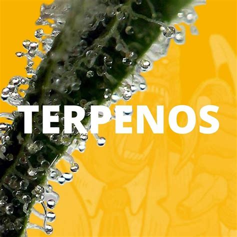 ¿qué Son Los Terpenos Beneficios Tipos Y Propiedades