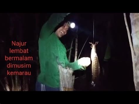 NAJUR MALAM HARI DAPAT LEMBAT BABON DAN KITA MASAK MAKAN BERSAMA