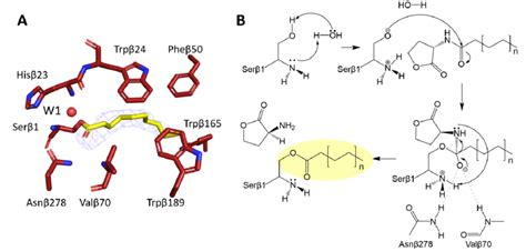 Acyl Enzyme Intermediate Shed Lights On Catalytic Mechanism A Active