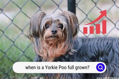 When Is A Yorkie Poo Full Grown? - Oodle Life