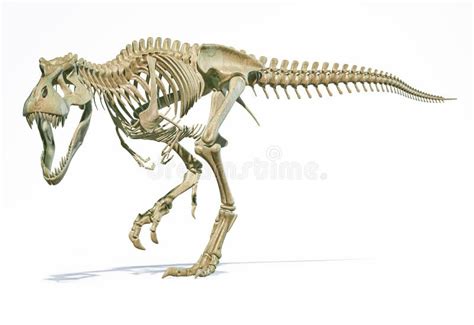 T-Rex Full Skeleton in Dynamic Pose. 3D Illustration Stock Illustration - Illustration of ...