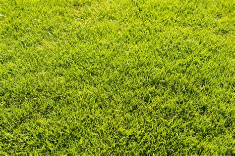 Mowed Lawn - Stock Photos | Motion Array