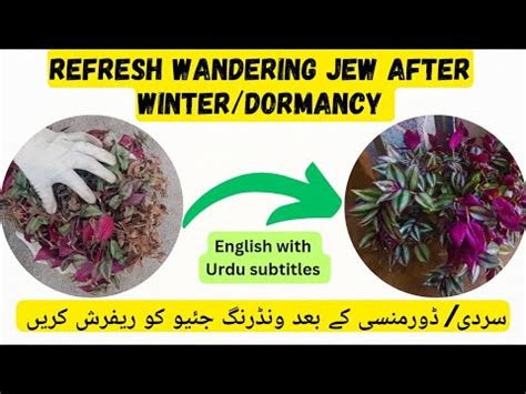 Refresh Wandering Jew After Winter Dormancy Make Wandering Jew Bushy