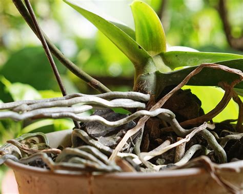 Orchid Roots: How To Care For Aerial Orchid Roots | Gardening Know How