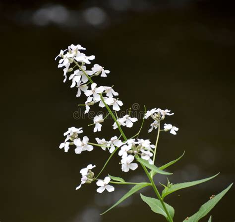 Beautiful White Wild Flowers In Olympia, WA. Stock Image - Image of ...