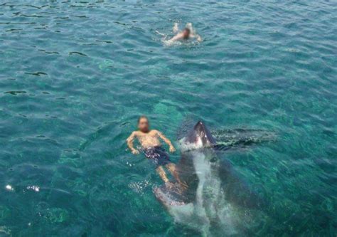 Two People Swimming In The Ocean With A Large White Shark Behind Them