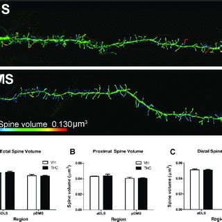 Dendritic spine density in proximal and distal compartments. The ... 