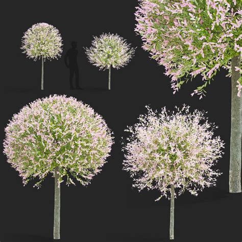 Modelo 3d Salix Integra Hakuro Nishiki Trees TurboSquid 2041168