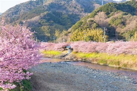 Premium Photo | Sakura tree in japan