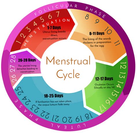 Menstruation Days Cycle - Menstrual Cycle Phases Menstruation Ovulation ...