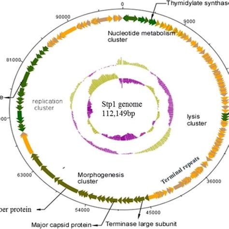 Genome Map Of Bacteriophage Stp Dnaplotter The Inner Circles