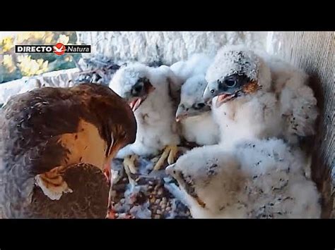 65Falcon Nest Halcón peregrino Nido en DIRECTO Museo de América